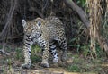 Crouching Jaguar. Jaguar walking in the forest.