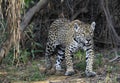 Crouching Jaguar. Jaguar walking in the forest.