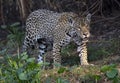 Crouching Jaguar. Jaguar walking in the forest. Panthera onca. Natural habitat. Cuiaba river, Brazil