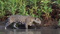 Crouching Jaguar in the water on the river.