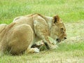 Crouching lioness Royalty Free Stock Photo