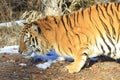 Crouching Siberian tiger