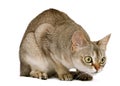 Crouching Singapura cat Royalty Free Stock Photo