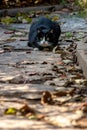 A crouching stray cat