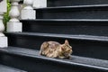 Crouching tabby cat on tall black wrought iron stairs