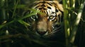 A crouching tiger amid bamboo stalks with its sharp eyes Royalty Free Stock Photo