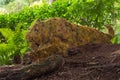 Crouching tiger, Butchart Gardens, Victoria, Canada Royalty Free Stock Photo