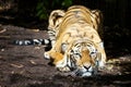 Crouching Tiger Royalty Free Stock Photo