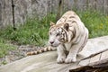 Crouching White Tiger