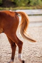 Croup of a red horse with a moving tail