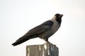 Crow Royalty Free Stock Photo