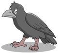 Crow Royalty Free Stock Photo