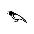Black and white crow isolated on white background. Royalty Free Stock Photo