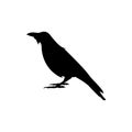 Black and white crow isolated on white background. Royalty Free Stock Photo