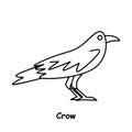 Crow line illustration animal vector