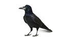 Crow Royalty Free Stock Photo
