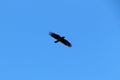 Crow in the air. Royalty Free Stock Photo