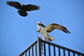 Crow attacks osprey Royalty Free Stock Photo