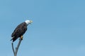 American bald eagle yells Royalty Free Stock Photo