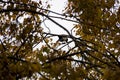 Crow in the autumn landscape