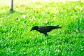 The crow background in park of Thailand