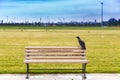 The crow at the bank Royalty Free Stock Photo