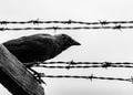 Crow on the barb wire fence Royalty Free Stock Photo