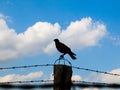 Crow on the barb wire fence Royalty Free Stock Photo