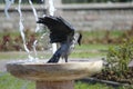 Crow Bath