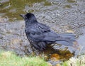 Crow bathing in a garden pond Royalty Free Stock Photo