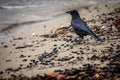 Crow on the beach. Carrion crow walking on sands. Corvus corone