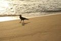 Crow on the beach in India