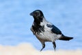 Crow on the beach Royalty Free Stock Photo