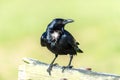 Crow on a bench closeup Royalty Free Stock Photo