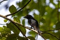 Crow-billed drongo, Dicrurus annectens, in a tree Royalty Free Stock Photo