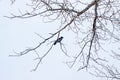 Crow on a birch. Silhouette of a tree with a crow in December. Silhouette of a raven on a tree branch isolated on a pale blue sky Royalty Free Stock Photo