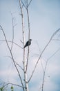 Crow on a birch. Silhouette of a tree with a crow in spring day Royalty Free Stock Photo
