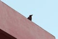 Black Crow resting in the top of the building Royalty Free Stock Photo