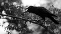 crow bird with bokeh Royalty Free Stock Photo