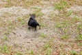Crow bird is digging a hole Royalty Free Stock Photo