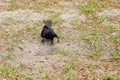 Crow bird is digging a hole Royalty Free Stock Photo