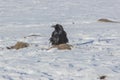 Crow bird with nest on Lake Khovsgol frozen in winter at Mongolia Royalty Free Stock Photo