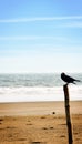 A crow bird sitting on a bamboo palisade wooden boundary post structure. Distant Empty Sea beach Island background. Animal Royalty Free Stock Photo