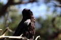 A Crow Bird tilting their head and looking towards the sun during a heatwave