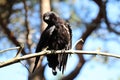 A Crow bird titling their head and sitting on a branch at the woods