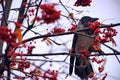 Crow bird on a tree with fruits