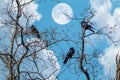 Crow birds on bare tree branch with full moon sky Royalty Free Stock Photo