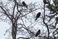 Crow birds on bare tree branch on gray background Royalty Free Stock Photo