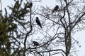 Crow birds on bare tree branch on light background Royalty Free Stock Photo