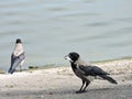 Crow birds near water